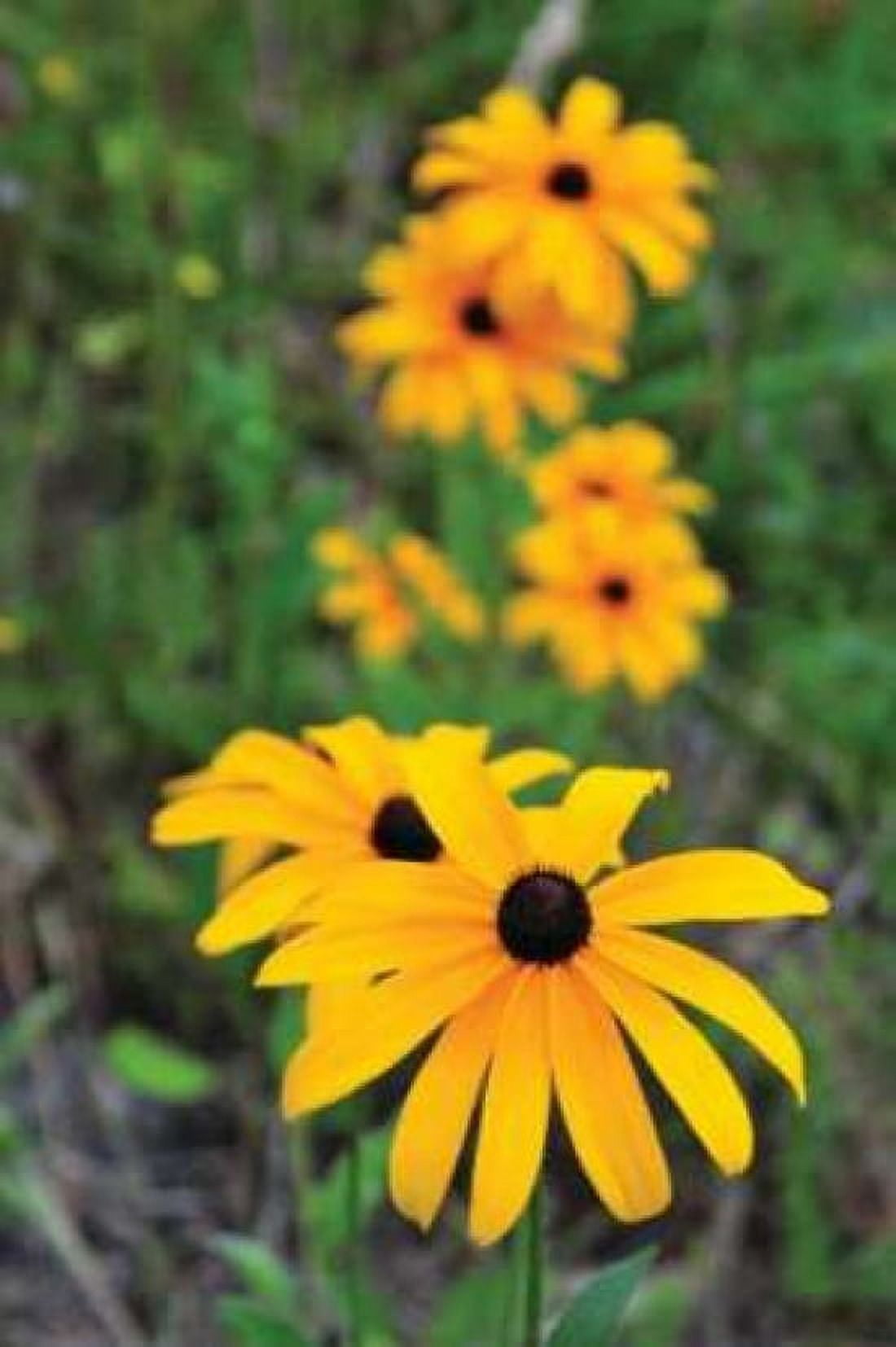 Daisy Trail Canvas Art - Erin Berzel (20 x 28)