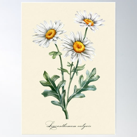 Daisy Vintage Illustration Poster Wall Art, Modern Wall Decor For Living Room Bedroom, 8x12 UNFRAMED