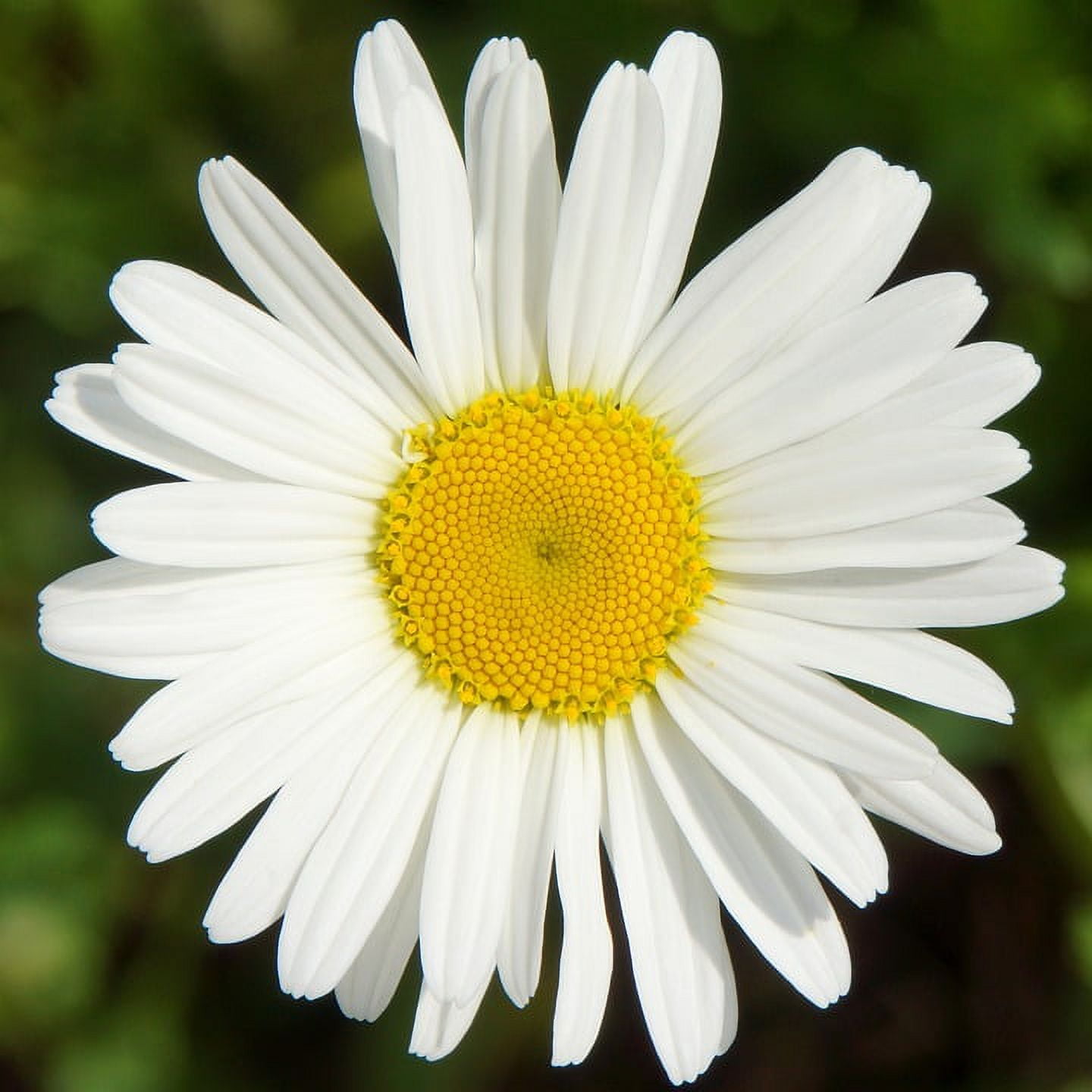 Daisy White Wild Flower Leucanthemum Vulgare - Laminated Poster Print ...