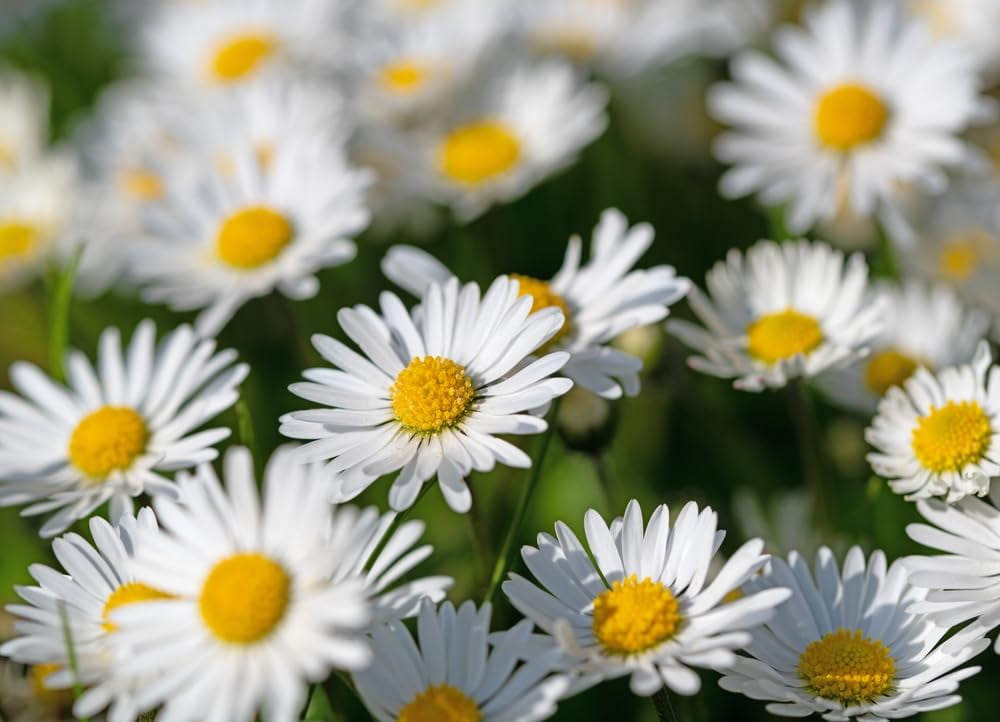 Daisy Wildflower Plants for Planting- Healthy Rootstock, Beautiful Wildflower Rootstock, Not Seeds (5 Plants)