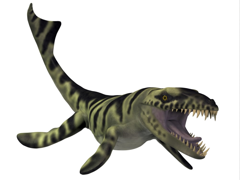 Dakosaurus white background Canvas Art - Corey FordStocktrek Images (17 x 13)