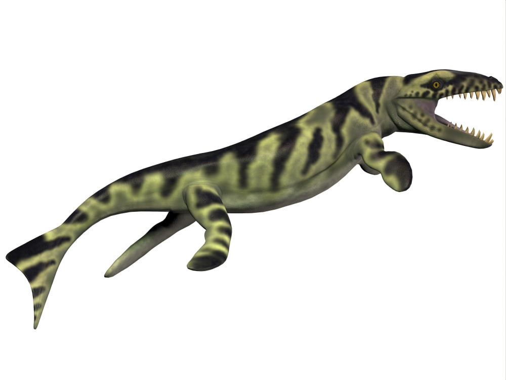 Dakosaurus white background Canvas Art - Corey FordStocktrek Images (17 x 13)