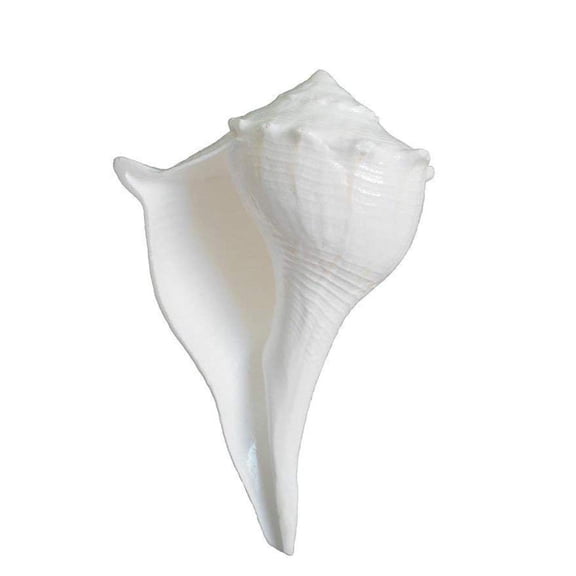 Dakshinavarti shankh Narayan Shank (3.5 inch - 5 inch) , White By Indian Collectible