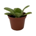 thumbnail image 1 of Dale's Periwinkle Blush Asian Violet - Primulina - House Plant - 2.5" Pot, 1 of 2