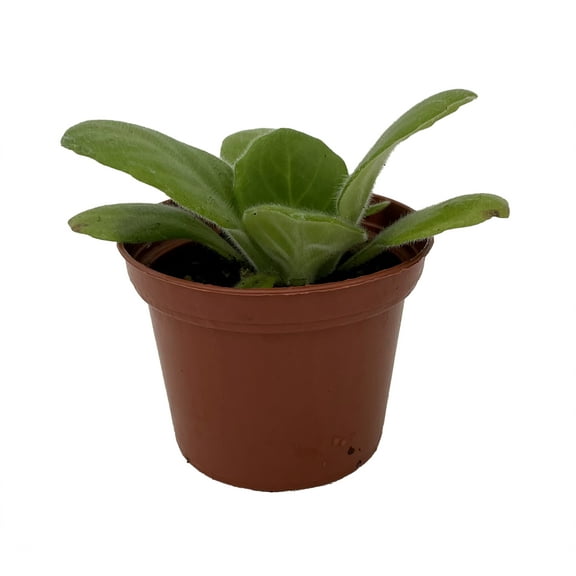 Dale's Periwinkle Blush Asian Violet - Primulina - House Plant - 2.5" Pot