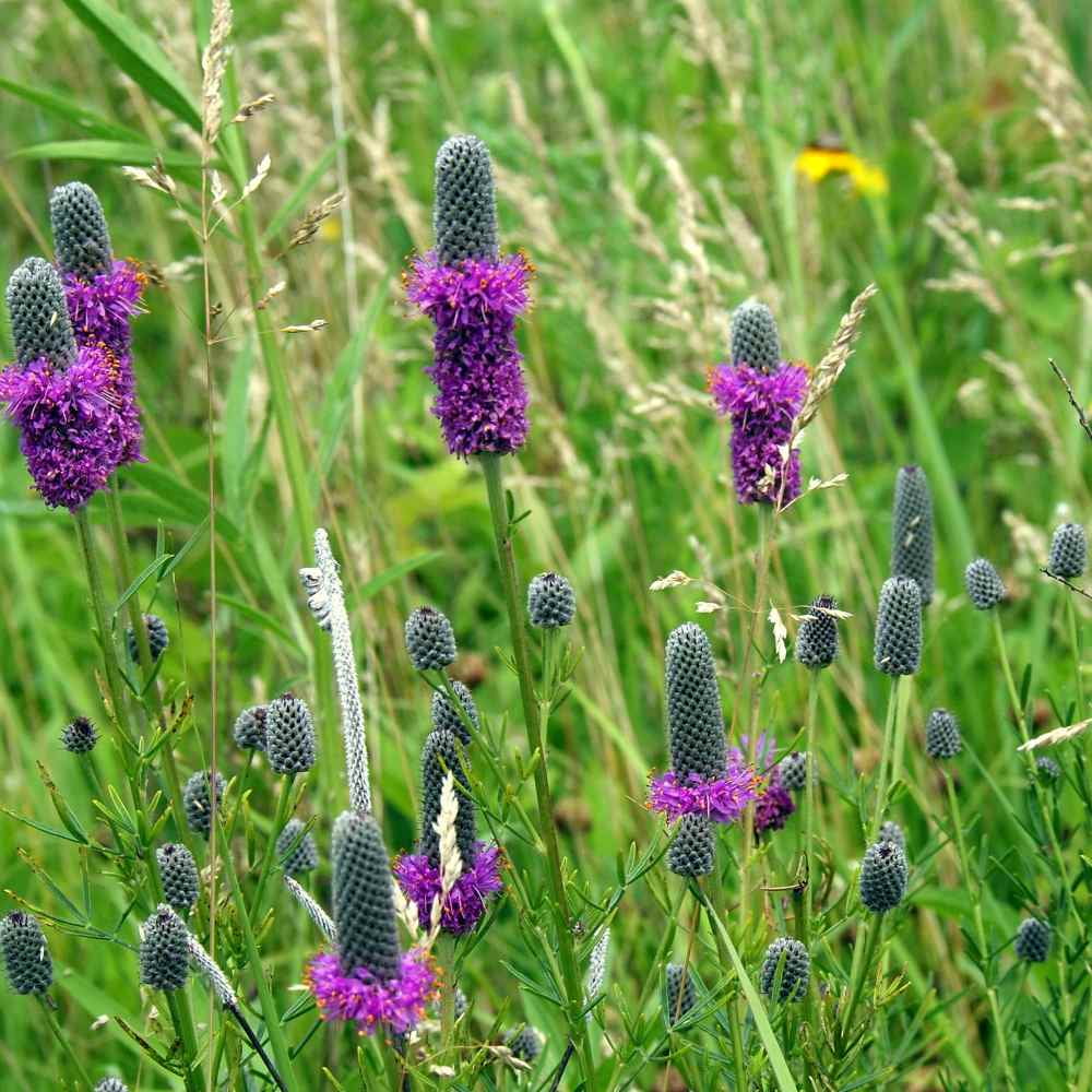 Dalea Purpurea Purple Prairie Clover Resistant To Heat and Drought - 1 LB