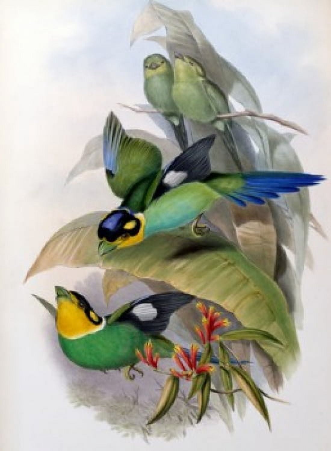 Dalhousies Eurylaime John Gould (1804-1881 British) Canvas Art - John Gould (18 x 24)