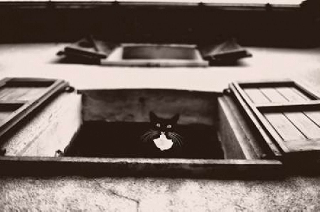 Dali the Cat Canvas Art - Lars Van de Goor (24 x 36)