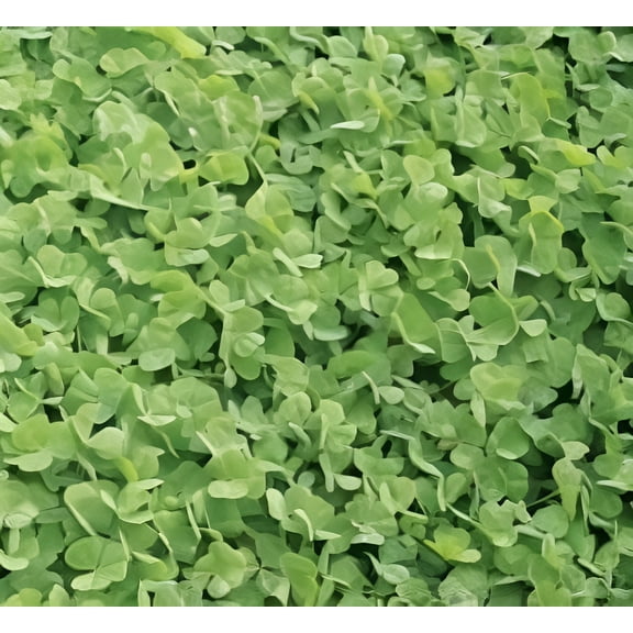 Dibbs Seed Dalkeith Subterranean Clover Plant Seed, Early Season Maturity