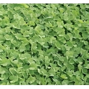 Dibbs Seed Dalkeith Subterranean Clover Plant Seed, Early Season Maturity