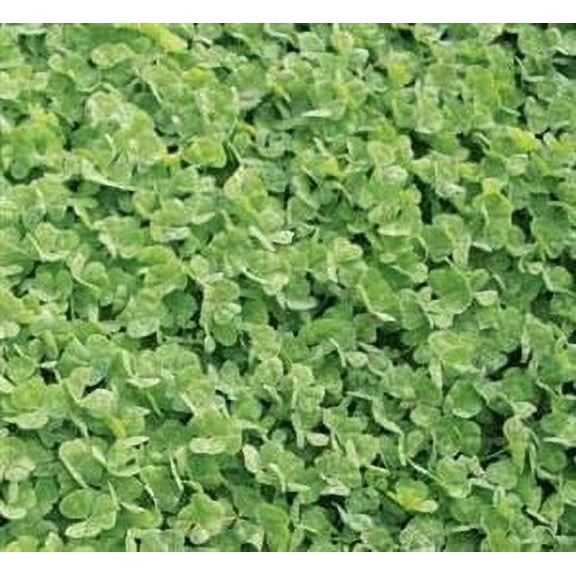 Dalkeith Subterranean Clover Seed - 20 Lbs.