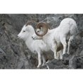 thumbnail image 1 of Dall Ram And Ewe Near Windy Point At Mile 106 Seward Highway During The Autumn Rut Chugach Mountains In Southcentral Al, 1 of 3