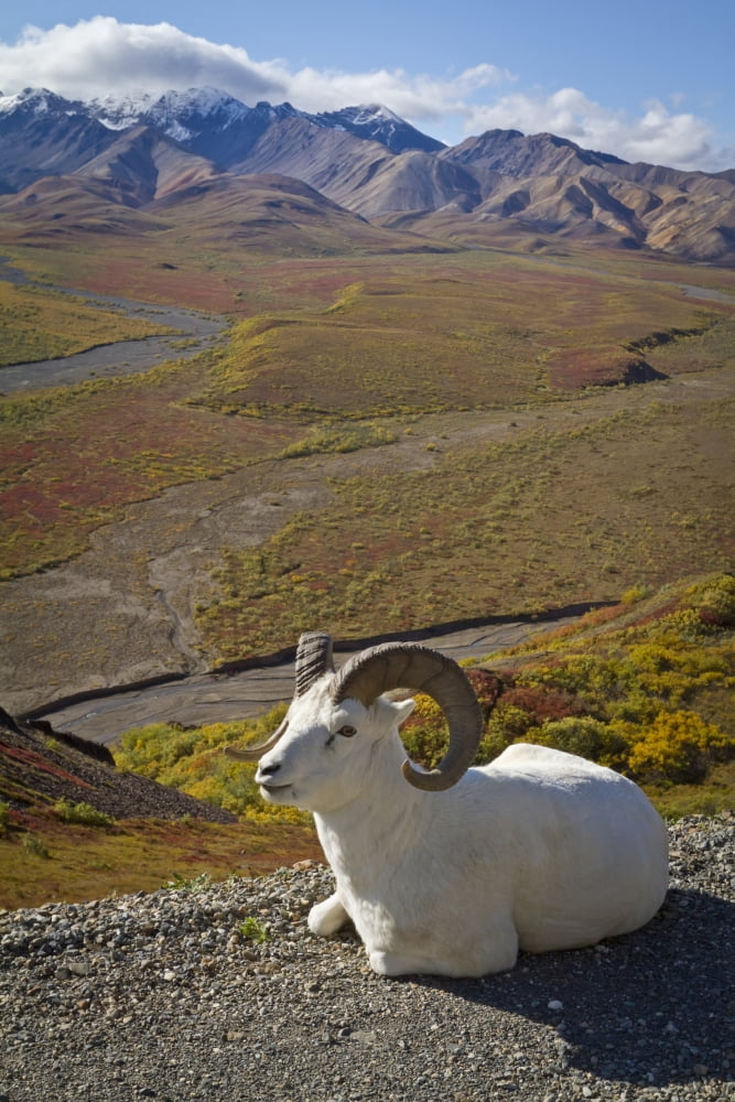 A Dall Ram Lies On Shoulder Of The Park Road Overlooking Polychrome Pass River Valley Denali National Park And Preserve Interior Alaska Autumn Canvas Art - Doug Lindstrand Design Pics (11 x 17)