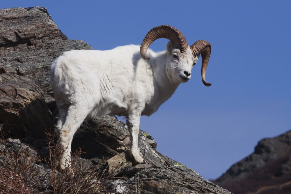 Dall Sheep On A Cliff Denali National Park Interior Alaska Spring Canvas Art - Doug Lindstrand Design Pics (17 x 11)
