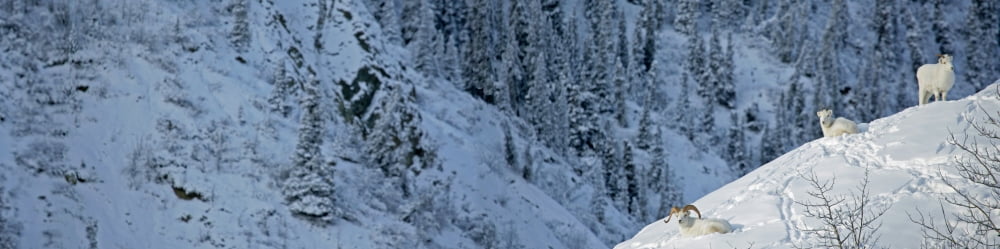 Dall Sheep (Ovis Montana) Sheep Mountain Kluane National Park Yukon Canvas Art - Robert Postma Design Pics (36 x 9)