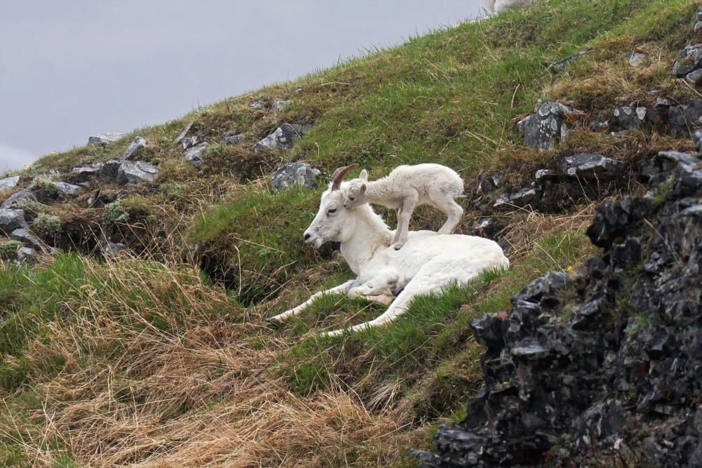 Dall Sheep (Ovis dalli dalli) lamb plays on top of its mother in Denali National Park Interior Alaska Canvas Art - Alissa Crandall Design Pics (19 x 12)