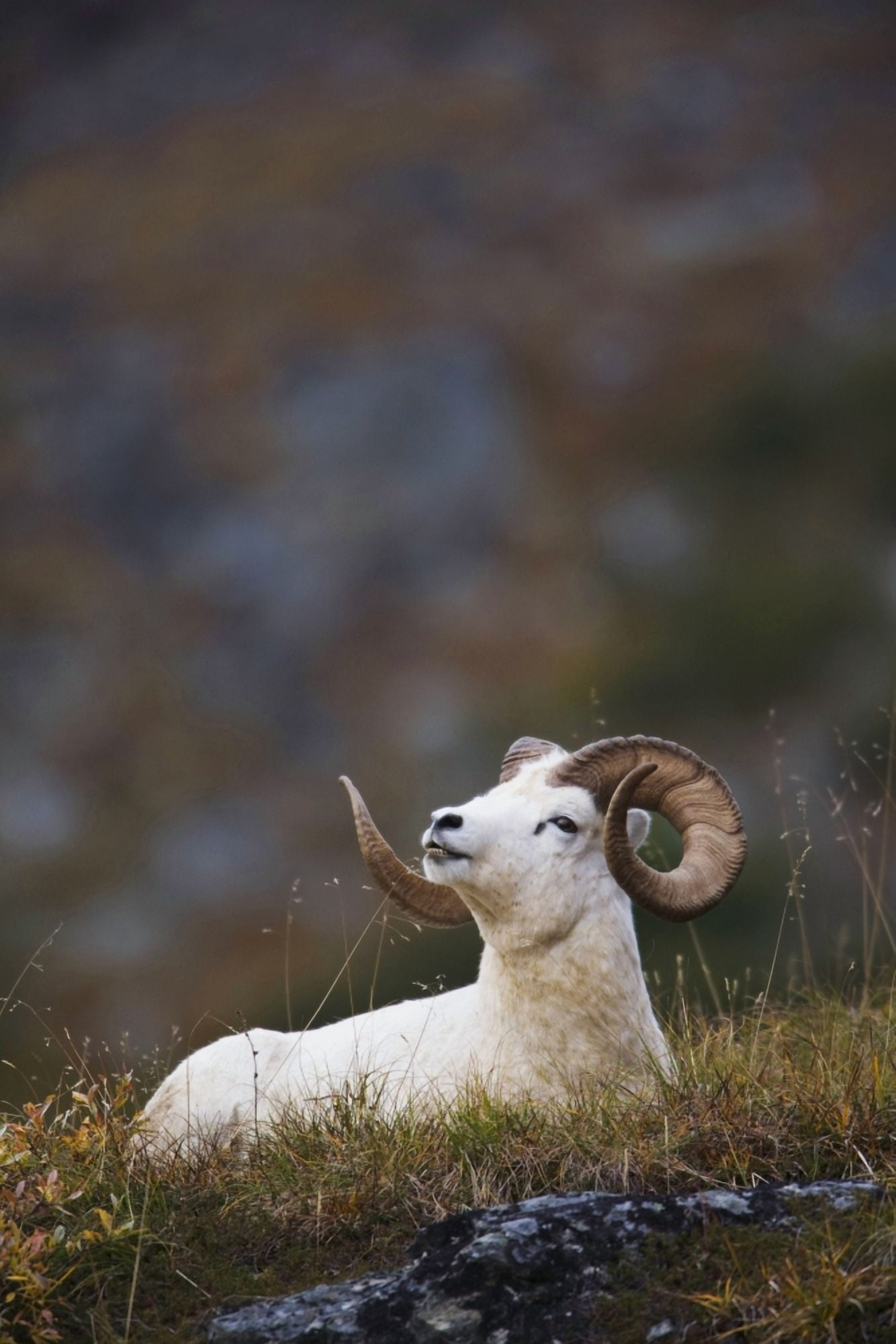 Dall Sheep Ram Bedded Down And Chewing On Grass On Mount Margaret Denali National Park Alaska Canvas Art - Milo Burcham Design Pics (22 x 34)