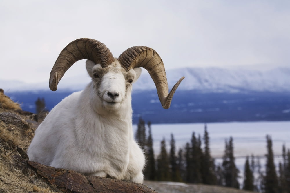 Dall Sheep Ram Bedded Down On Sheep Mountain Overlooking Kluane Lake In Kluane National Park Yukon Territory Canada Canvas Art - Milo Burcham Design Pics (17 x 11)
