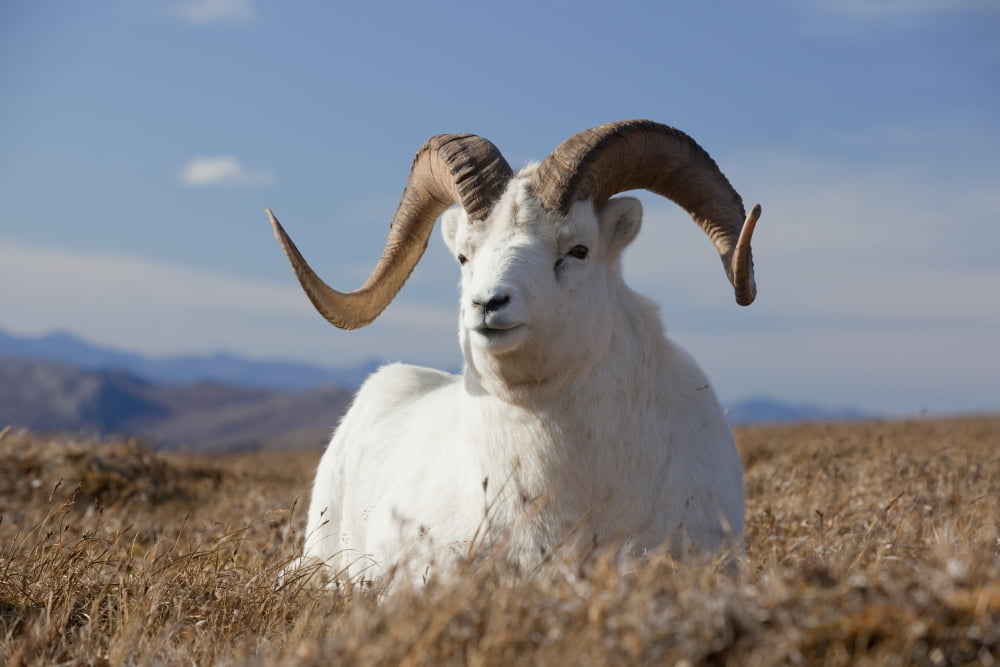 A Dall Sheep Ram Lies On A High Mountain Meadow In Denali National Park And Preserve Interior Alaska Autumn Canvas Art - Doug Lindstrand Design Pics (18 x 12)