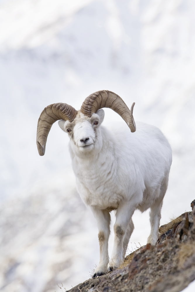 Dall Sheep Ram On Sheep Mountain Kluane National Park Yukon Territory Canada Canvas Art - Milo Burcham Design Pics (11 x 17)