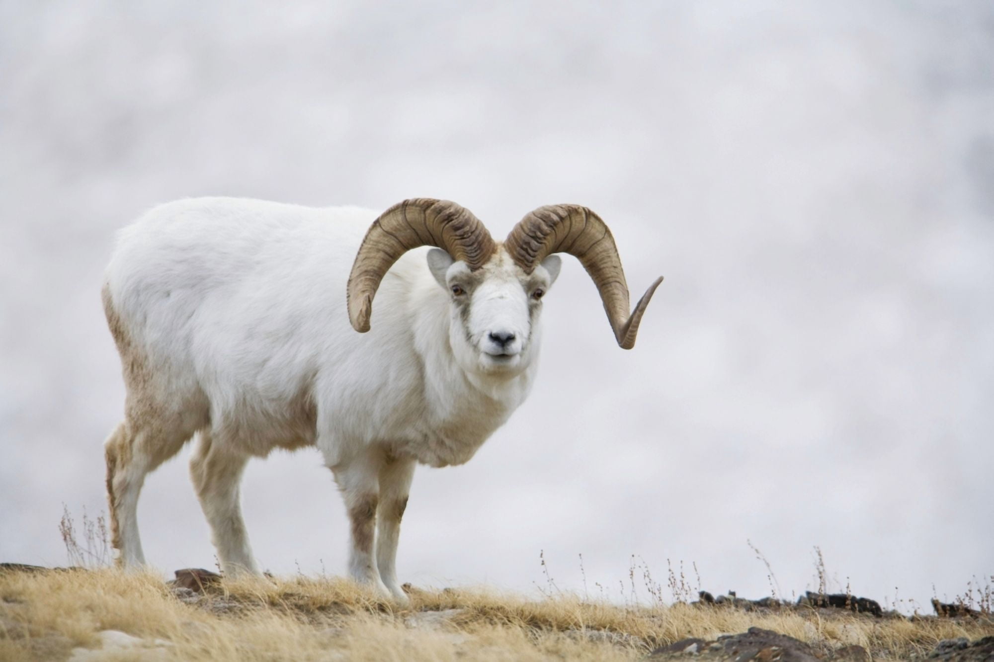 Dall Sheep Ram On Sheep Mountain Kluane National Park Yukon Territory Canada Canvas Art - Milo Burcham Design Pics (17 x 11)