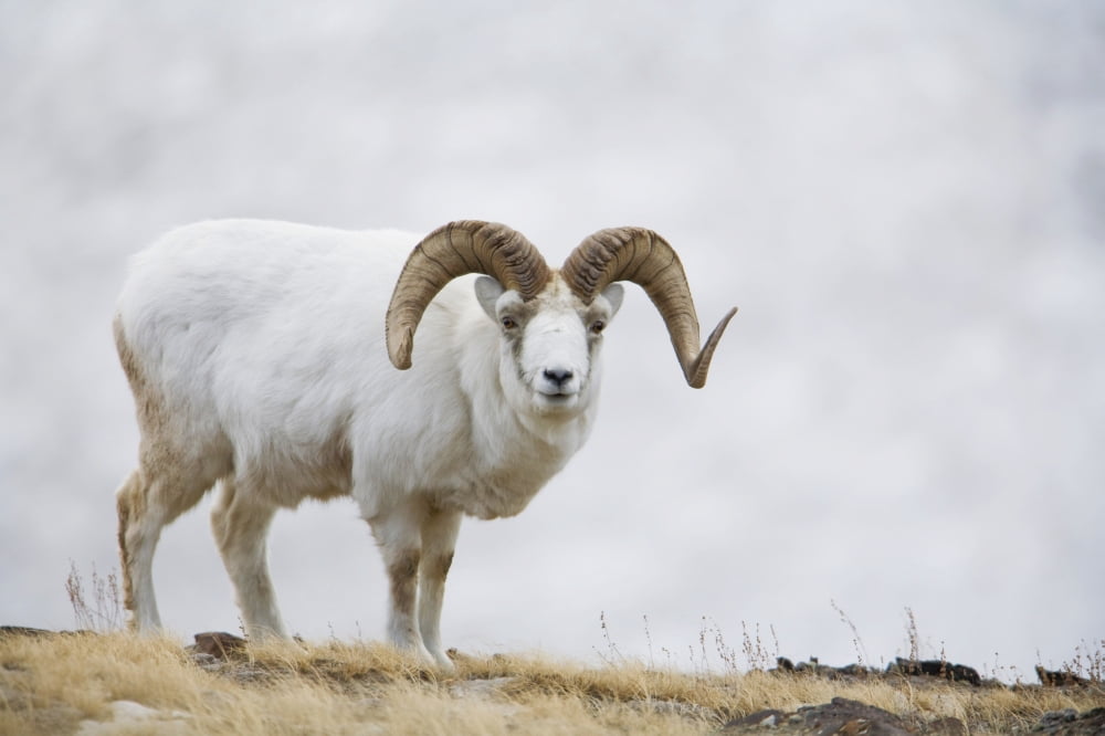 Dall Sheep Ram On Sheep Mountain Kluane National Park Yukon Territory Canada Canvas Art - Milo Burcham  Design Pics (34 x 22)