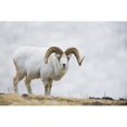 thumbnail image 1 of Dall Sheep Ram On Sheep Mountain Kluane National Park Yukon Territory Canada Poster Print (17 x 11), 1 of 3