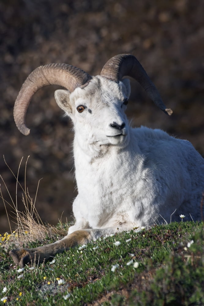 Dall Sheep Ram (Ovis dalli dalli) lying on a hillside in Denali National Park Interior Alaska Canvas Art - Alissa Crandall Design Pics (24 x 38)