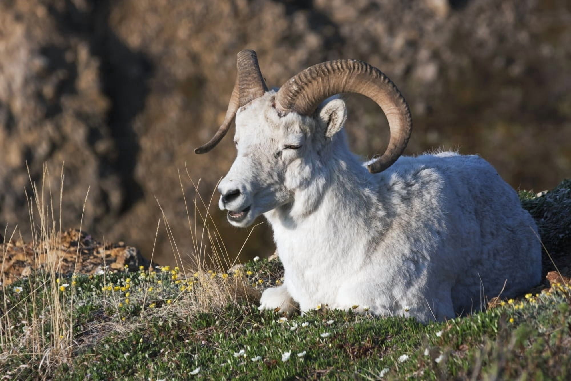 Dall Sheep Ram (Ovis dalli dalli) lying on a hillside in Denali National Park Interior Alaska Canvas Art - Alissa Crandall Design Pics (38 x 24)