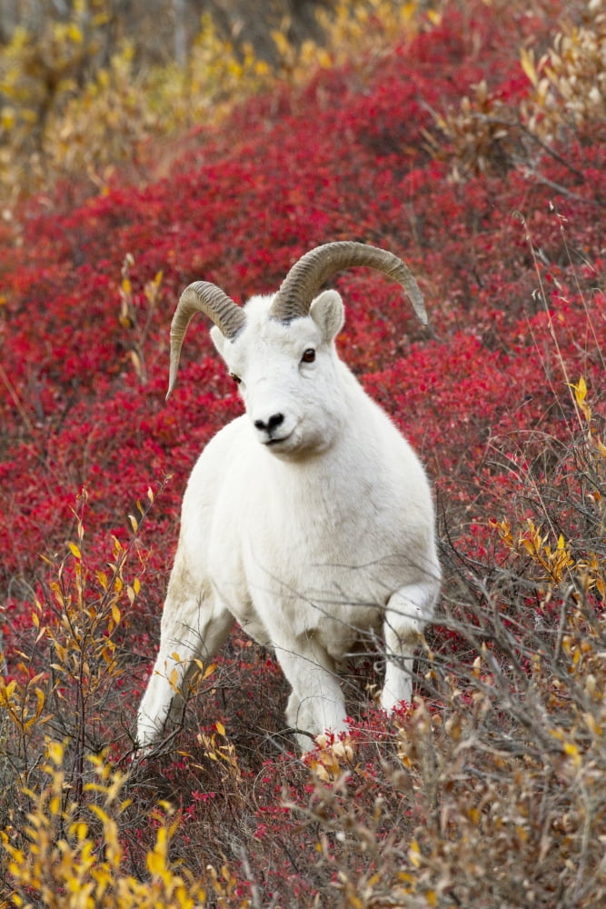 A Dall Sheep Ram Stands In Colorful Autumn Bushes In Denali National Park And Preserve Interior Alaska Canvas Art - Doug Lindstrand Design Pics (22 x 34)