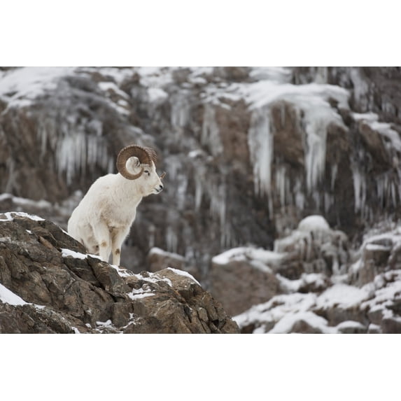 Dall Sheep Ram Stands On A Rocky Cliff With Icicles Above Seward Highway