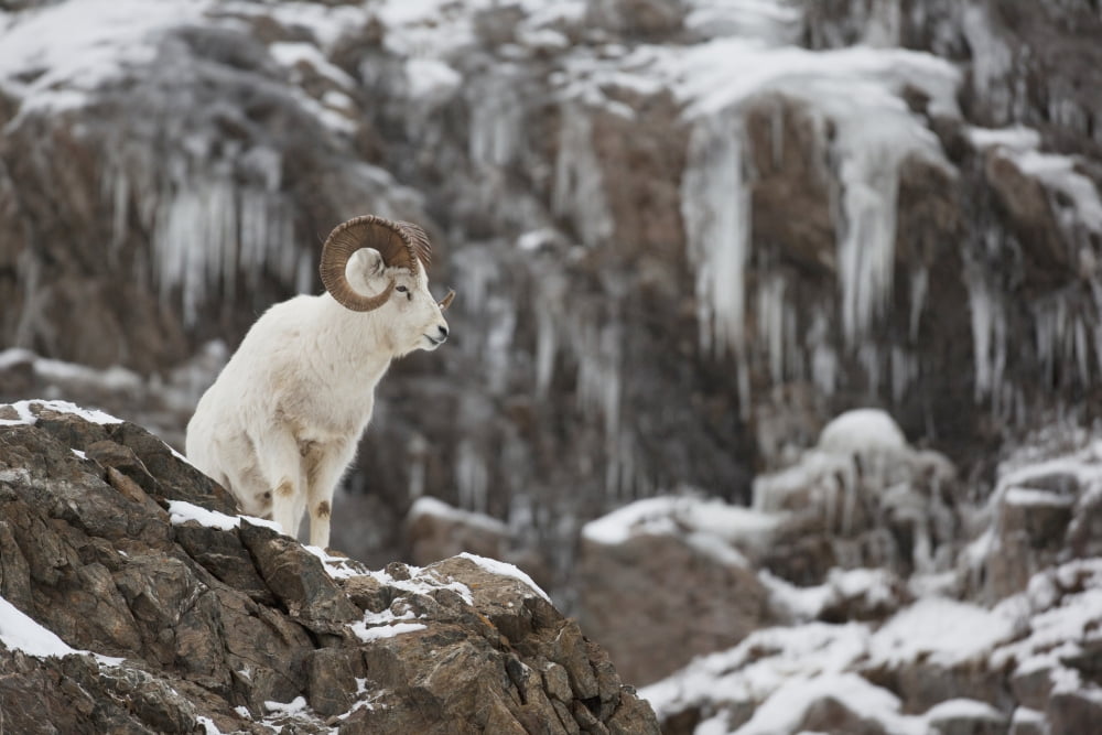 Dall Sheep Ram Stands On A Rocky Cliff With Icicles Above Seward Highway Chugach Mountains Turnagain Arm Southcentral Alaska Winter Canvas Art - Doug Lindstrand Design Pics (19 x 12)
