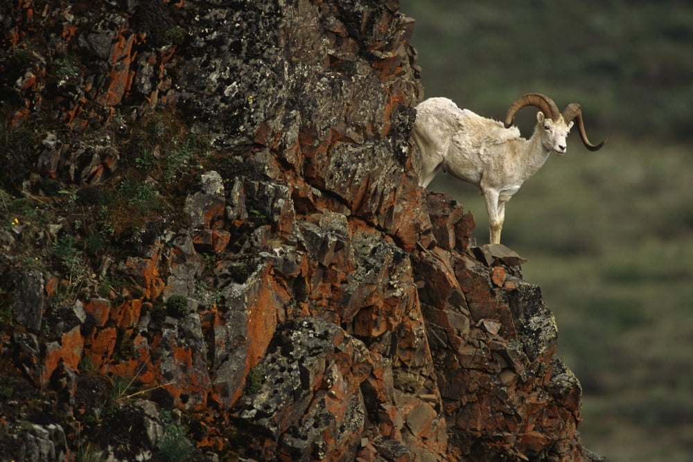 Dall Sheep Rams Perched On Rock Ledge Denali Np In Ak Summer Canvas Art - Doug Lindstrand Design Pics (17 x 11)