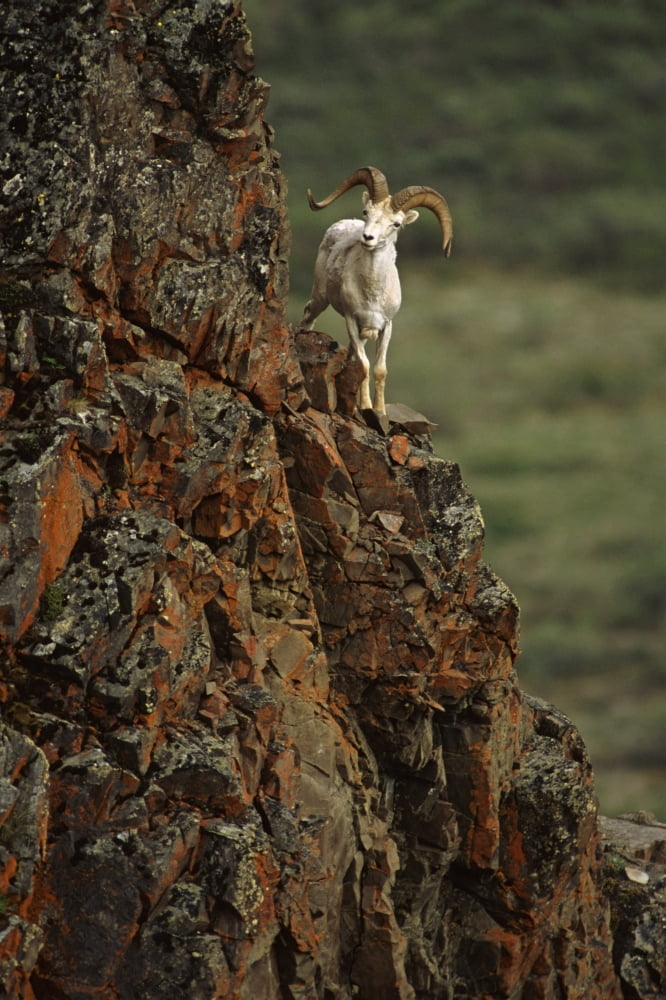 Dall Sheep Rams Perched On Rock Ledge Denali Np In Ak Summer Canvas Art - Doug Lindstrand Design Pics (22 x 34)