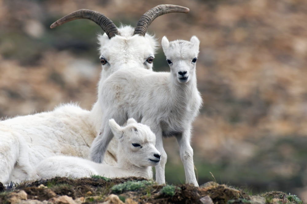 Dall Sheep ewe (Ovis dalli dalli) watching over two lambs Denali National Park Interior Alaska Canvas Art - Alissa Crandall Design Pics (19 x 12)
