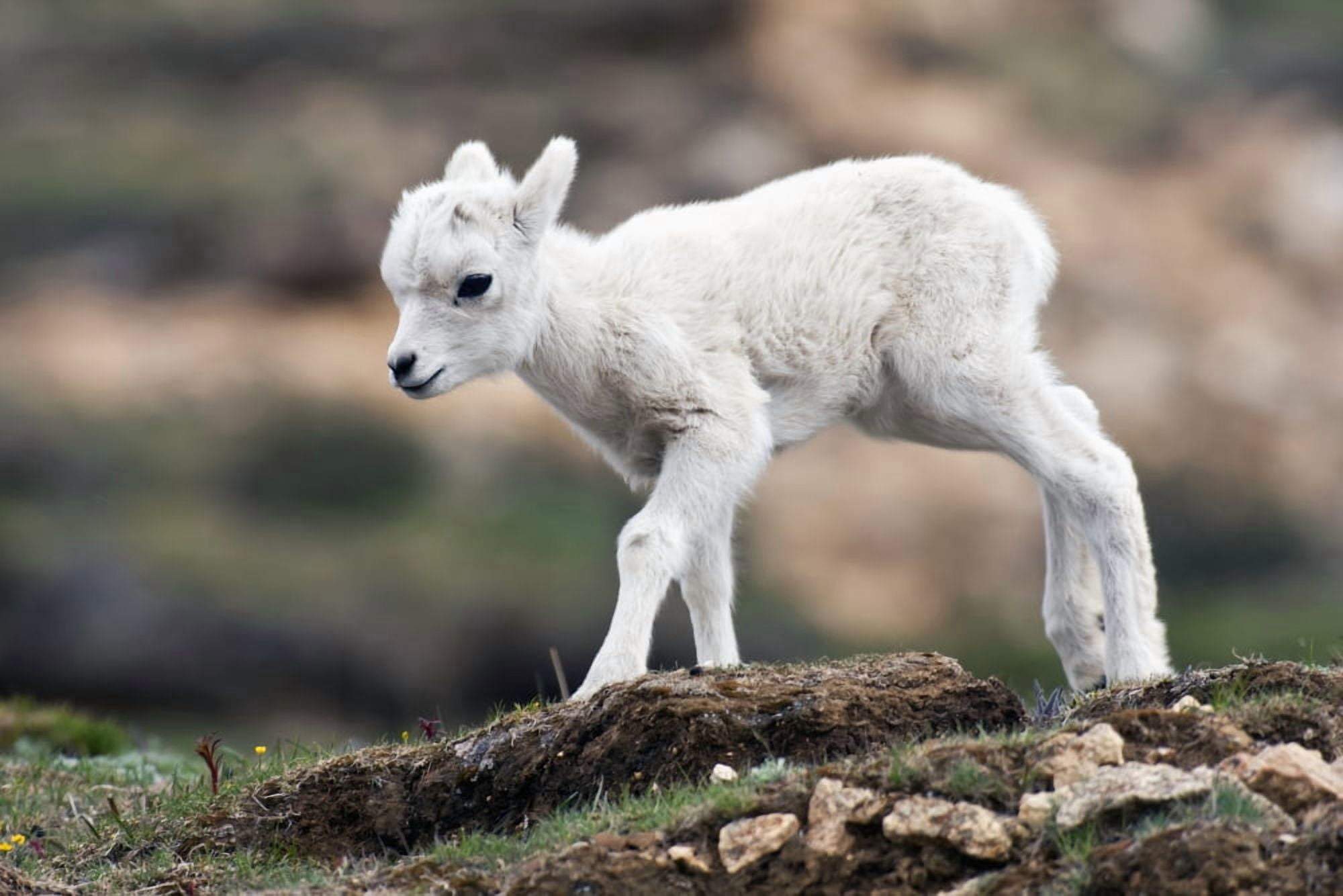 Dall Sheep lamb (Ovis dalli dalli) in Denali National Park Interior Alaska Canvas Art - Alissa Crandall Design Pics (38 x 24)