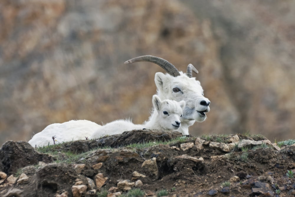 Dall Sheep lamb and its mother (Ovis dalli dalli) in Denali National Park Interior Alaska Canvas Art - Alissa Crandall Design Pics (19 x 12)