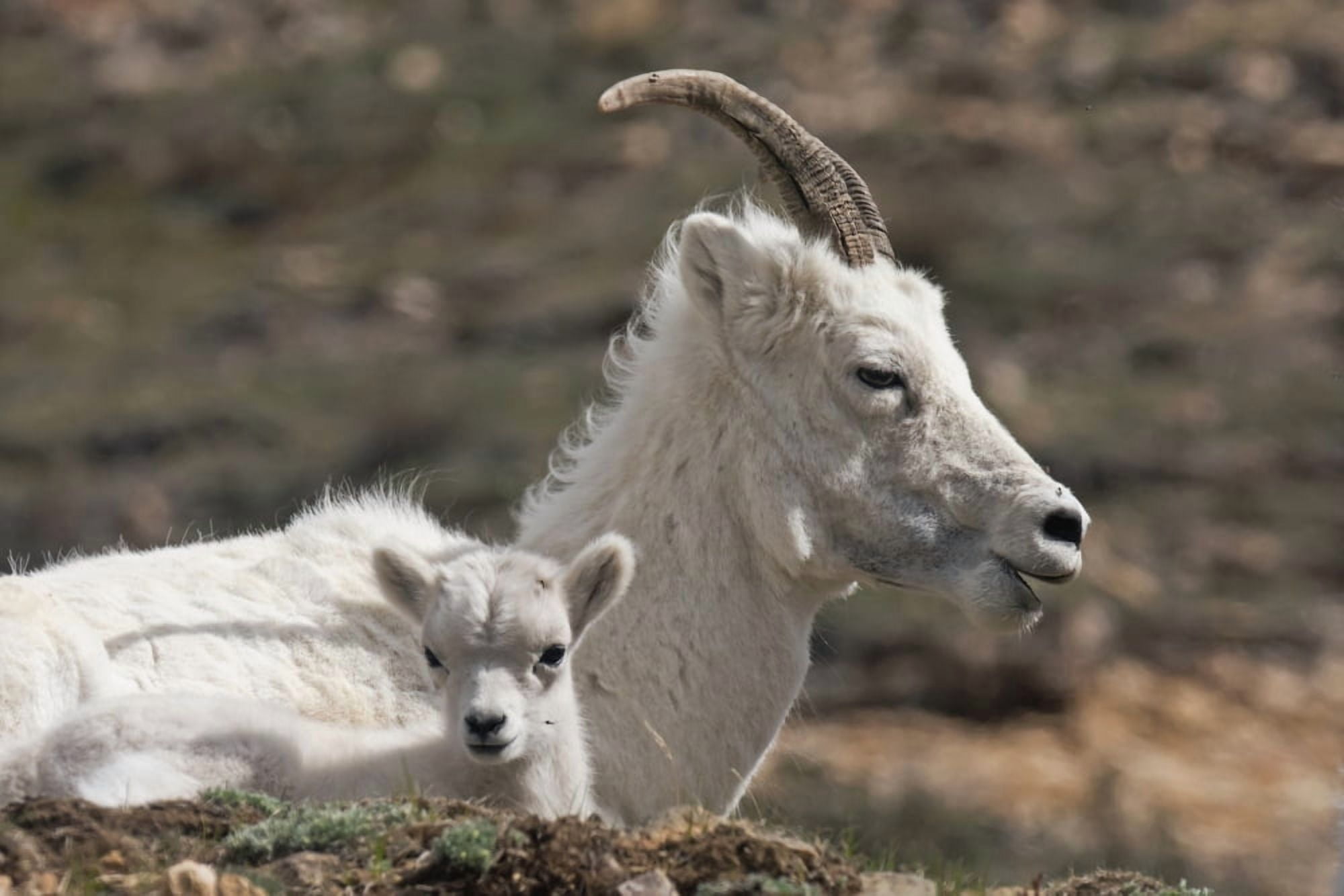 Dall Sheep lamb and its mother (Ovis dalli dalli) in Denali National Park Interior Alaska Canvas Art - Alissa Crandall Design Pics (38 x 24)