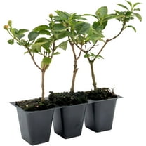 3 Dallas Red Lantana | Live Plants in 2.5-inch Nursery Cubes | Lantana Camara 'Dallas Red' Variety | Hardy Evergreen Perennial Shrub | Fiery Vibrant Blooms for Home & Garden