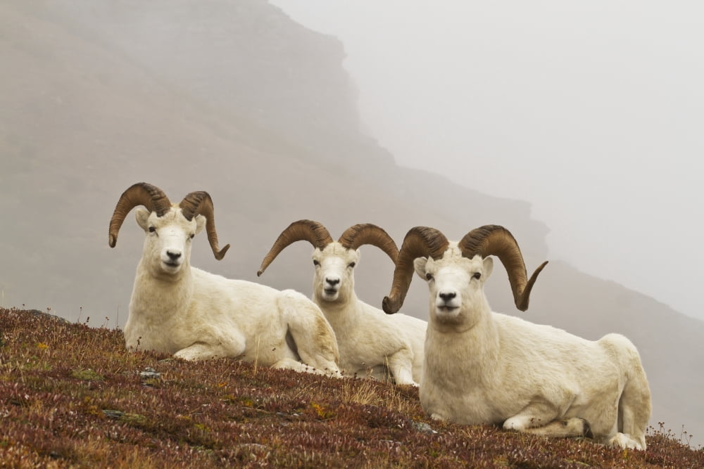 Dalls sheep (ovis dalli) rams resting on rocky ridge in alpine tundra in autumn denali national parkAlaska united states of america Canvas Art - Gary Schultz Design Pics (38 x 24)