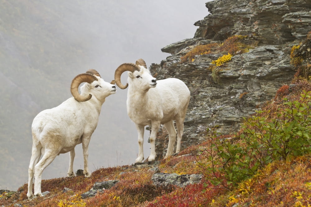 Dalls sheep (ovis dalli) rams standing by rock outcrop in alpine tundra in autumn denali national parkAlaska united states of america Canvas Art - Gary Schultz Design Pics (38 x 24)
