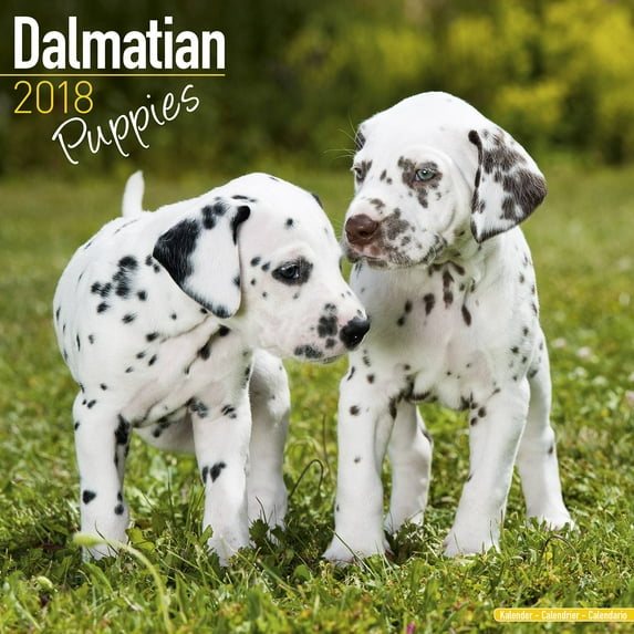 Dalmatian Puppies Calendar 2018 - Dog Breed Calendar - Wall Calendar 2017-2018
