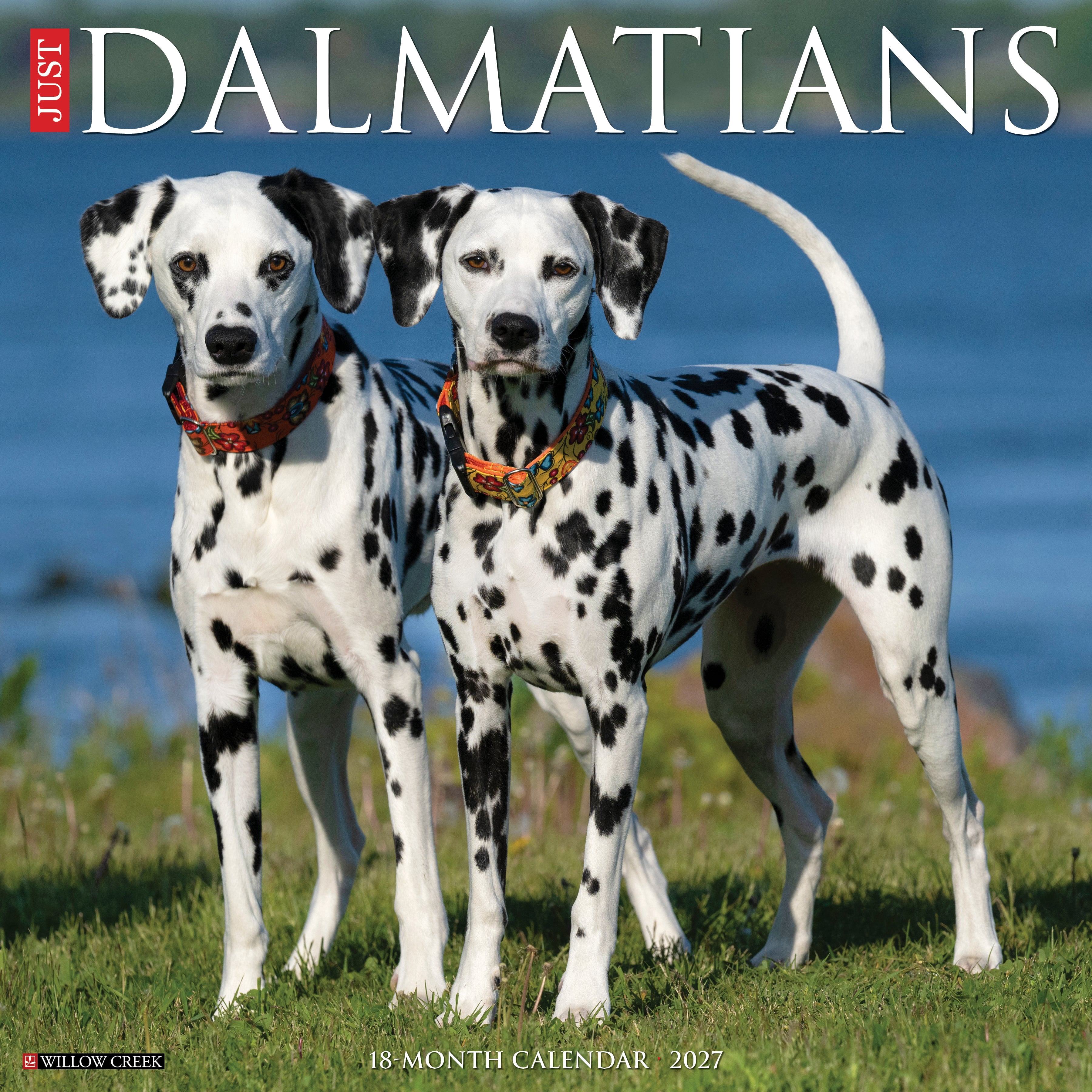 Willow Creek Press, Dalmatians 2027 Wall Calendar