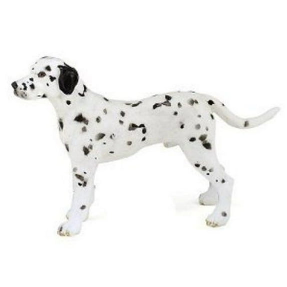 Dalmation