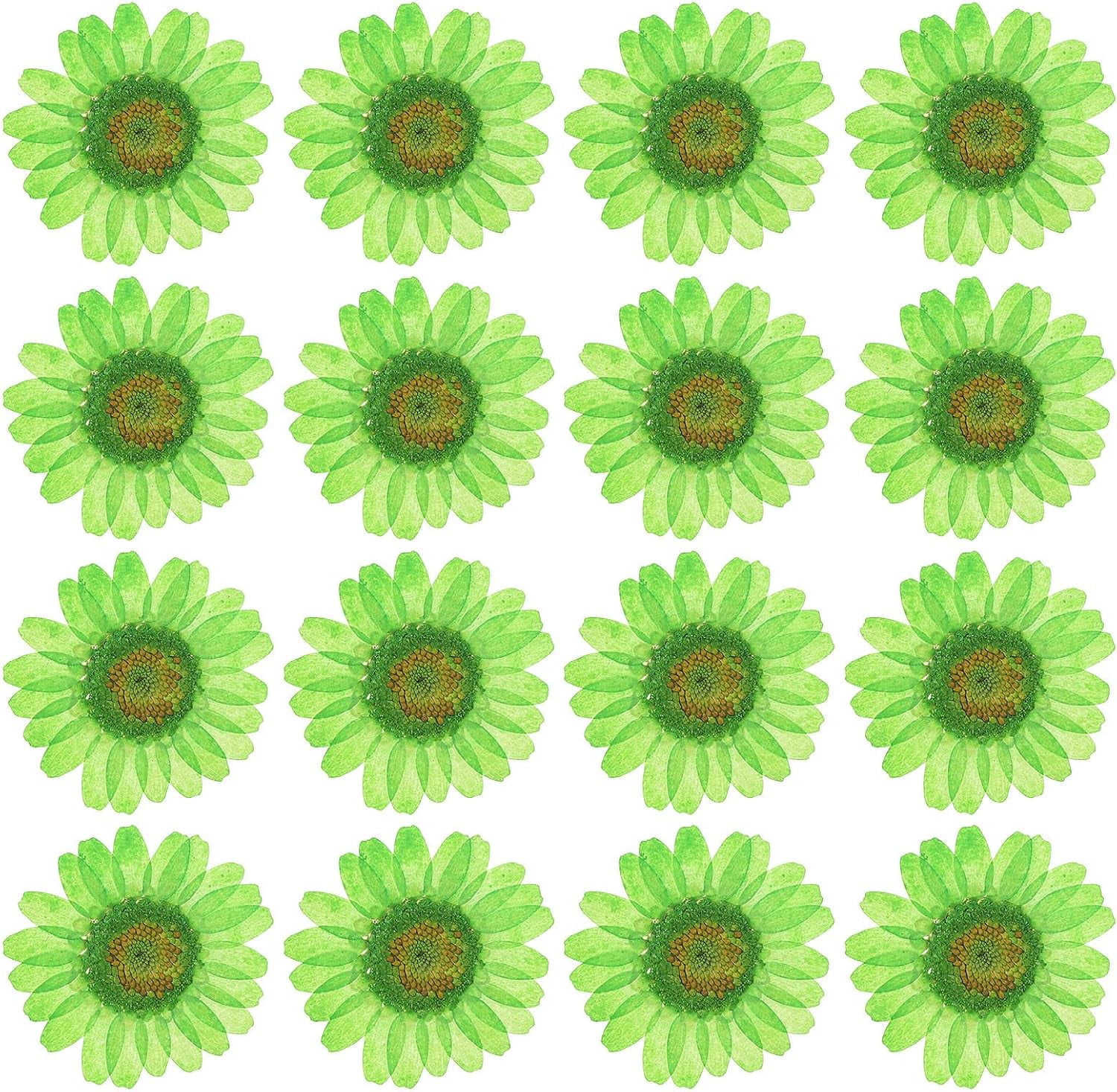 Dalrosia 48PCS Dried Daisy Flower, Vacuum Packaging, Pressed Flower for House Decoration, Jewelry Making, Phone case Decoration