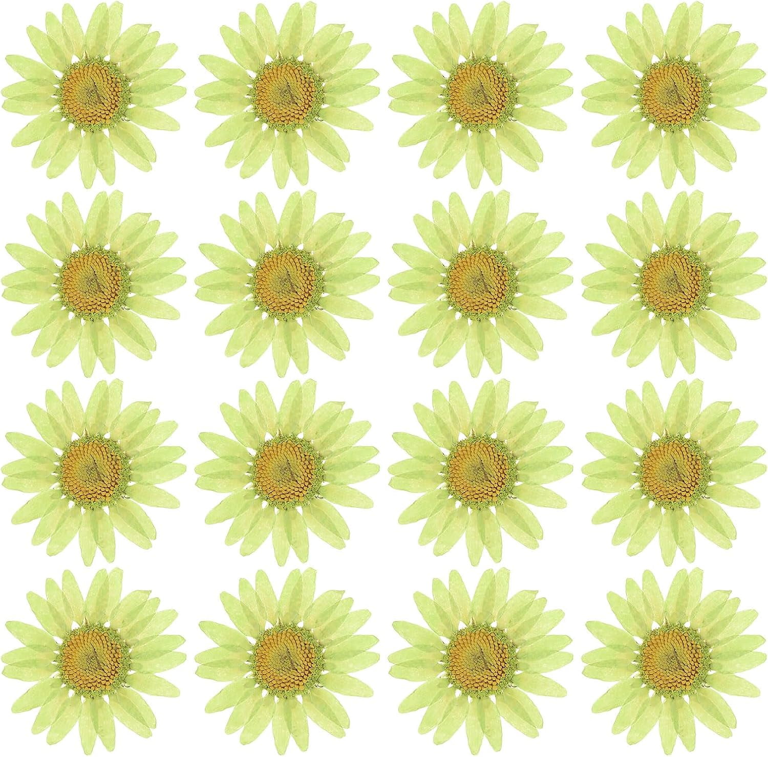 Dalrosia 48PCS Dried Daisy Flower, Vacuum Packaging, Pressed Flower for House Decoration, Jewelry Making, Phone case Decoration