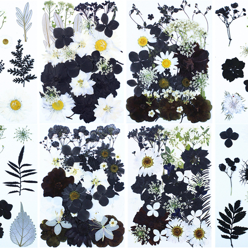 Dalrosia Black Dried Pressed Flowers for Resin Molds, Bulk Real Natural Dry Floral for DIY Art Crafts, Epoxy Jewelry, Candle, Nails Decor, Phone Case,Soap Making