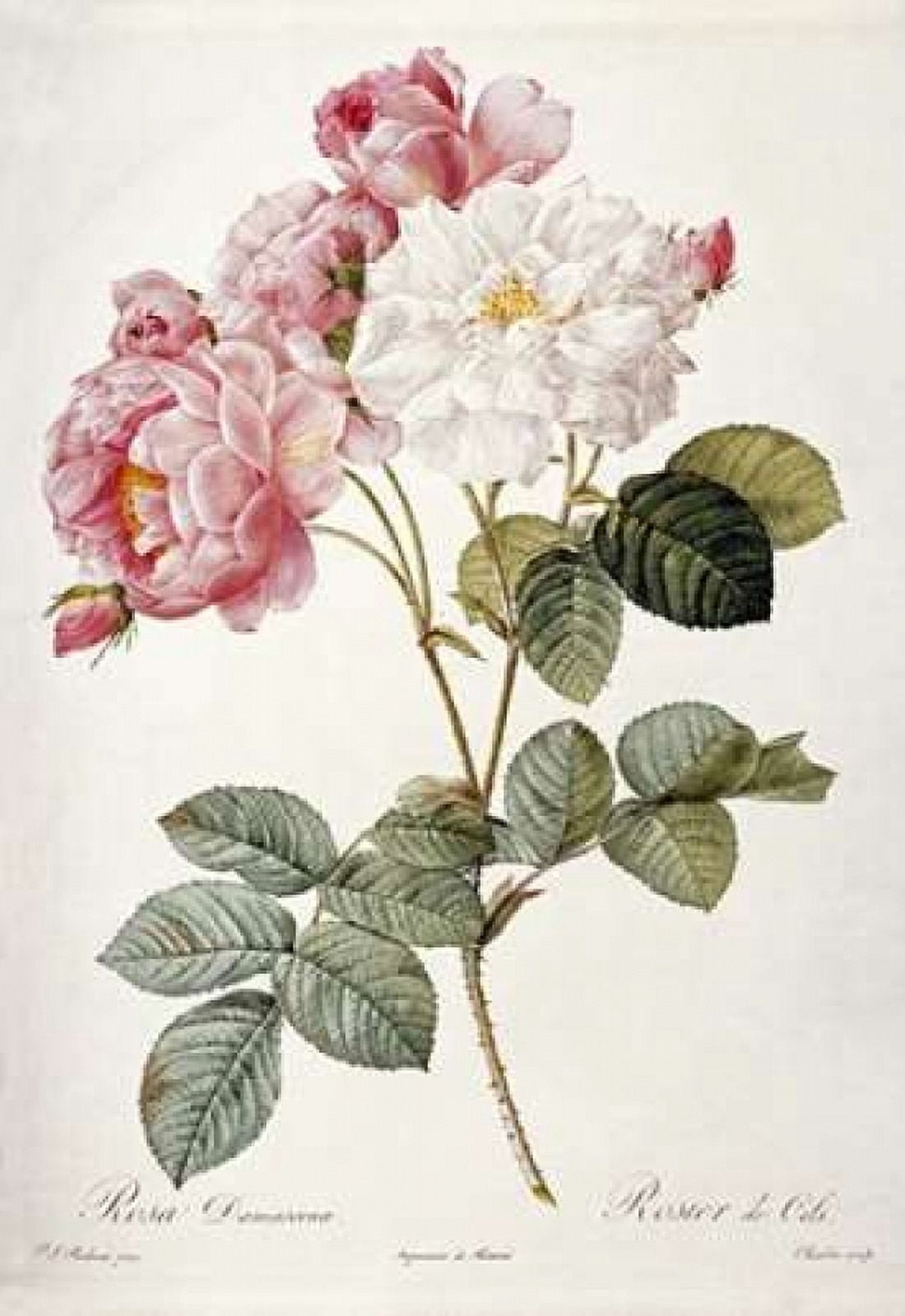 Damask Rose Canvas Art - Pierre Joseph Redoute (20 x 28)