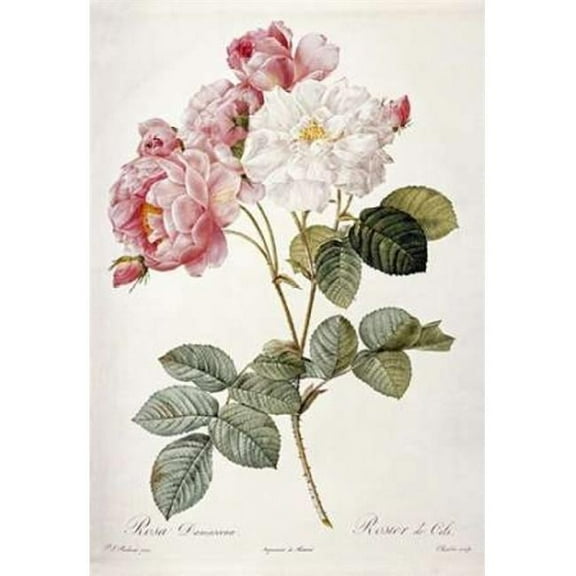 Damask Rose Poster Print by Pierre Joseph Redoute