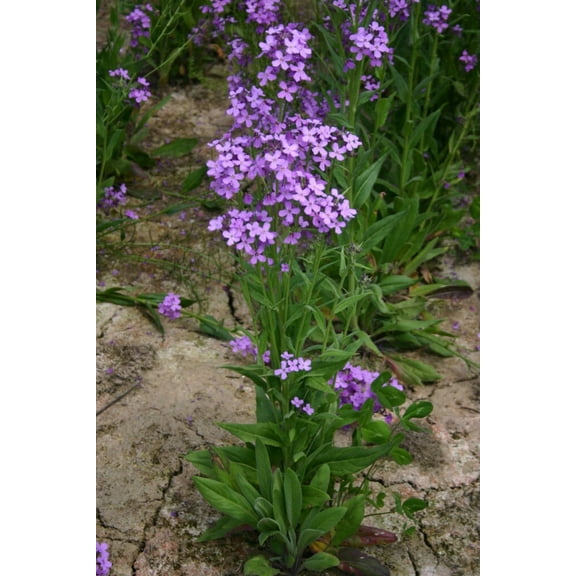 Dame's Rocket 200+ Seeds Newly Harvested, Beautiful Bloom Clusters